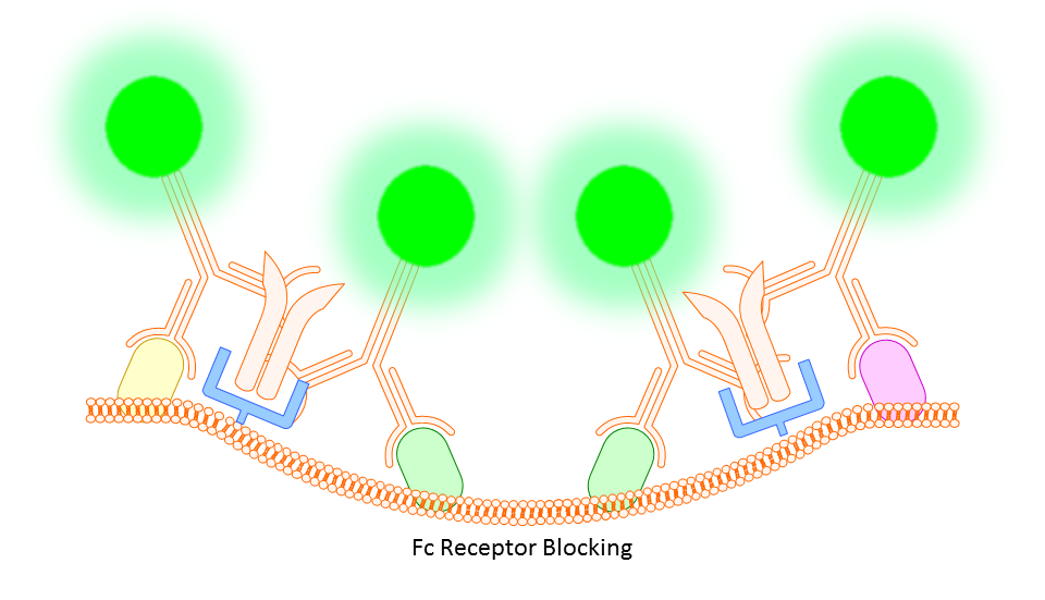 Fc Receptor Blocking